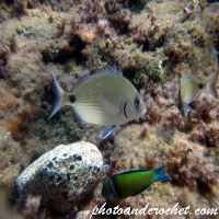 Saddled Seabream - Image
